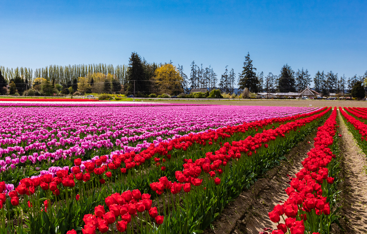 Field of tulips in Skagit County